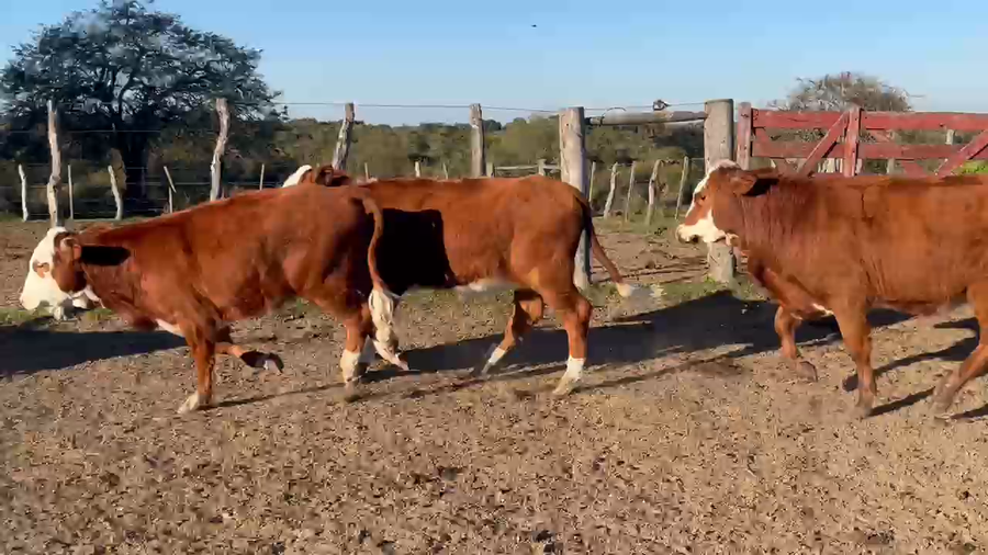 Lote 10 Terneras en Corrientes, Curuzú-Cuatiá