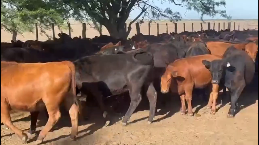 Lote 220 Terneras