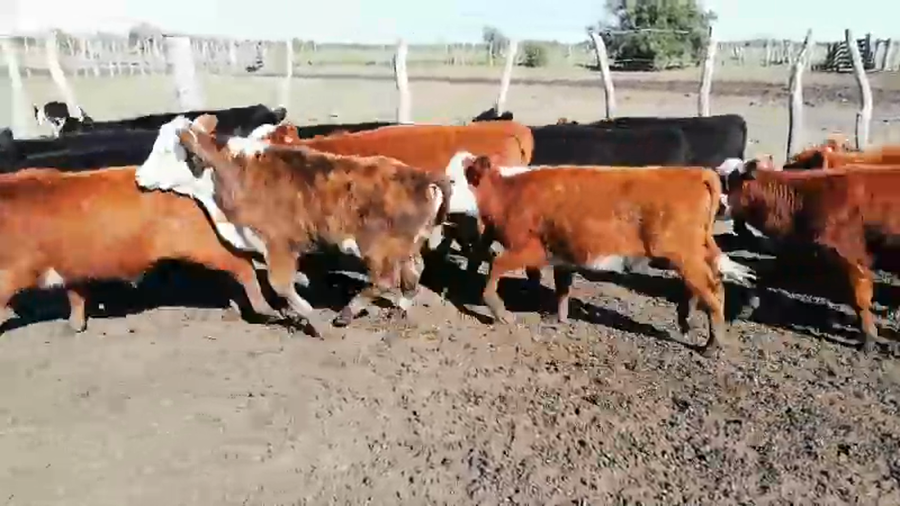 Lote 115 Terneros/as en Entre Ríos, Federal