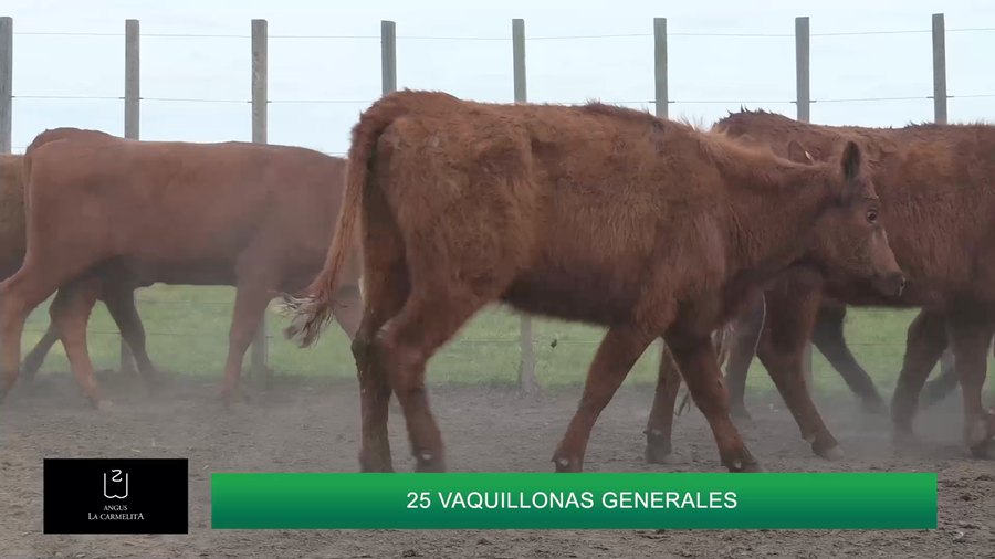 Lote HEMBRAS LA CARMELITA