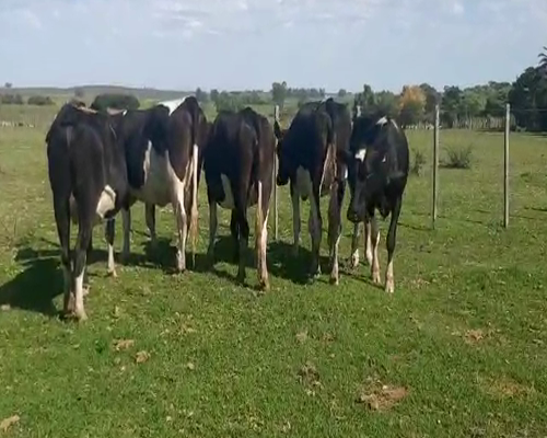 Lote 5 Vaquillonas  HOLANDO a remate en Remate Elite por Pantalla de Ganado Lechero 500kg - , San José