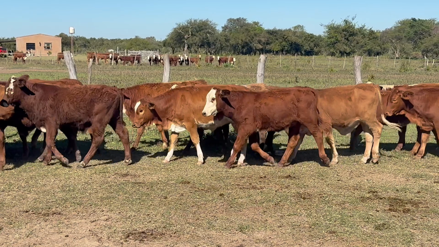 Lote 70 Terneros/as en Corrientes, Goya