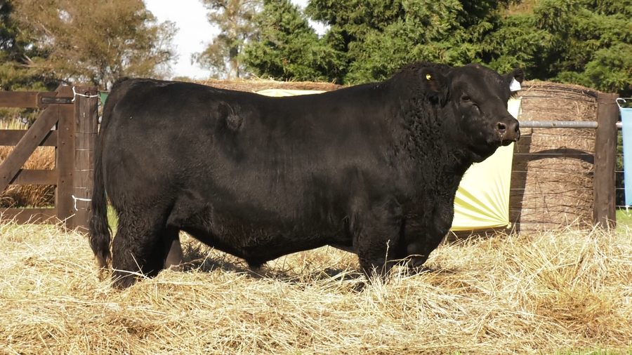 Lote TOROS ABERDEEN ANGUS PP