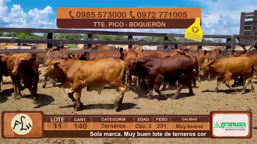 Lote 140 Terneros CBO 3 Híbridos (tipo Brangus). Colorados. a remate en FERIA ESPECIAL DE TERNEROS CBO. 3 - AGROGANADERA LA HUELLA 231kg - , Boquerón