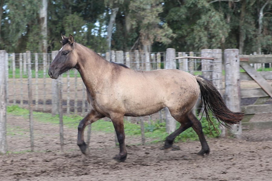 Lote TROPEZON HUMAREDA