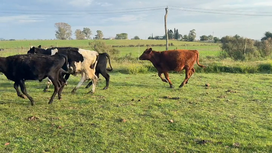 Lote TERNEROS Y TERNERAS