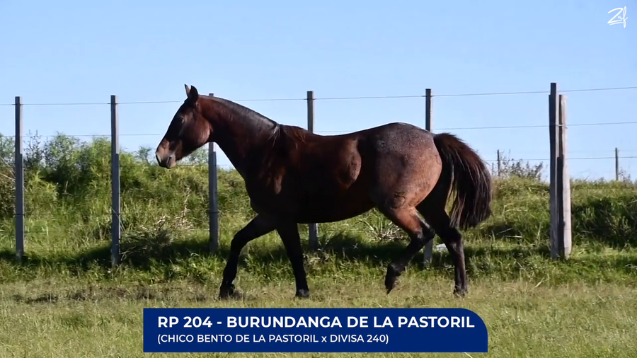 Lote Burundanga de La Pasotril