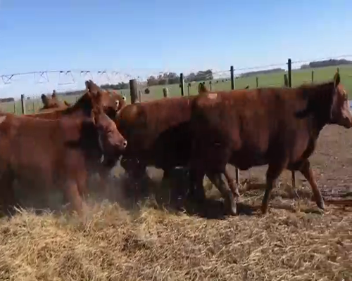 Lote 11 Vaquillonas PC preñadas en Coronel Suarez, Buenos Aires