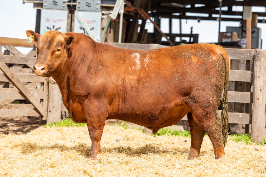 Lote Toro PC