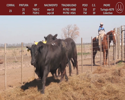 Lote TOROS BRANGUS DE CABAÑA LA TURINGIA