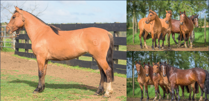 Lote EL GAVILÁN ORFILIA