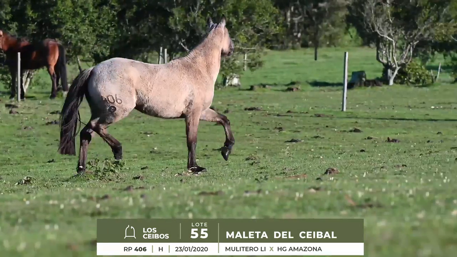 Lote MALETA DEL CEIBAL
