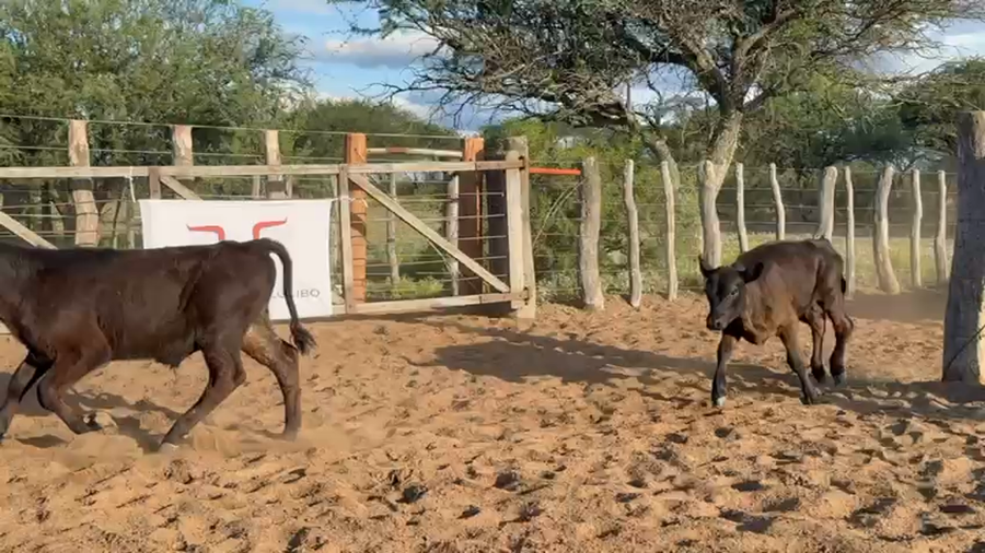 Lote 115 Terneros en La Pampa, Carro Quemado