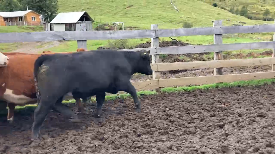 Lote 29 Novillo Engorda en Chile Chico, XI Región Aysén
