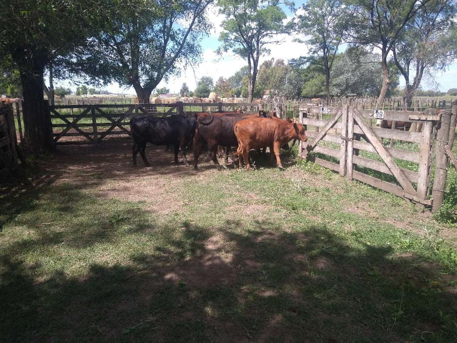 Lote 11 Vaquillonas en Gral. Lamadrid, Buenos Aires