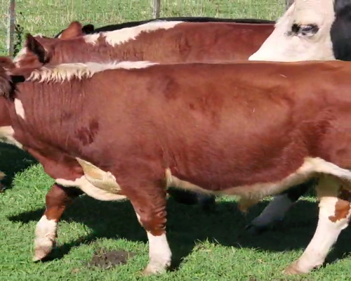 Lote 14 Terneros/as en Buenos Aires, 9 de Julio