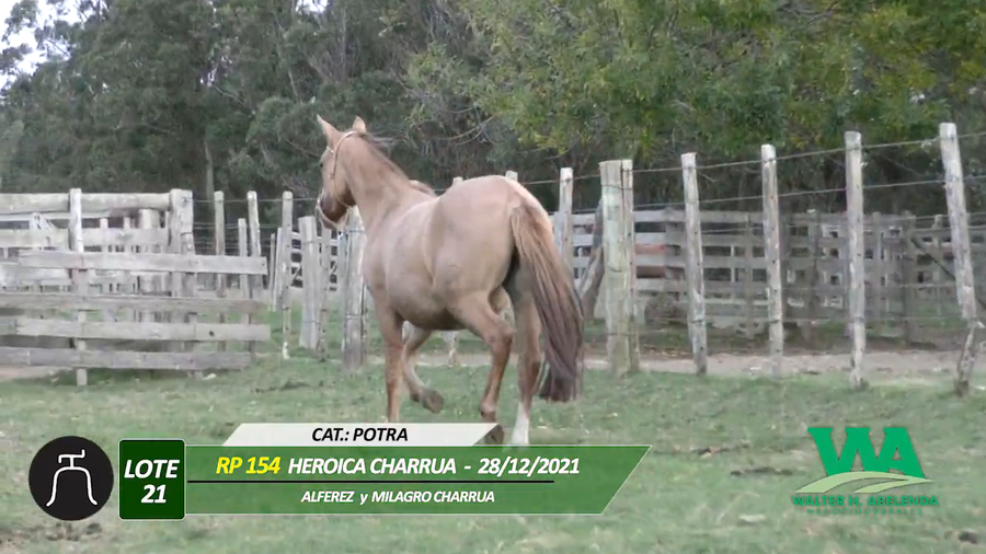 Lote HEROICA CHARRUA