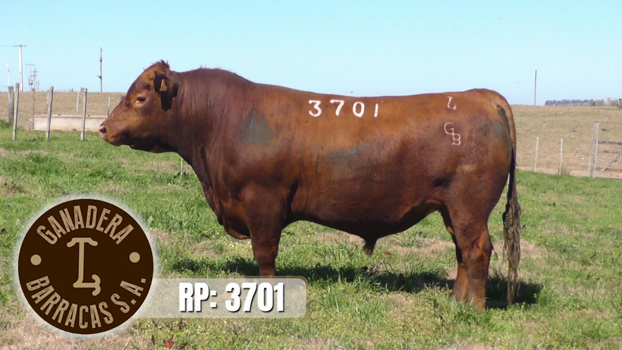 Lote (Vendido)Toros a remate en Ganadera Barracas S.A en Caraguata