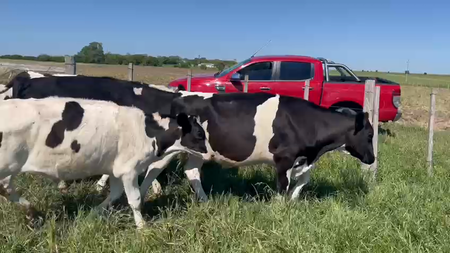 Lote (Vendido)6 Terneros a remate en Pantalla Camy en Carreton