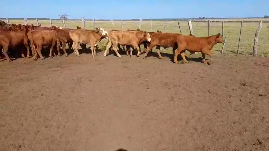 Lote 120 Terneros/as