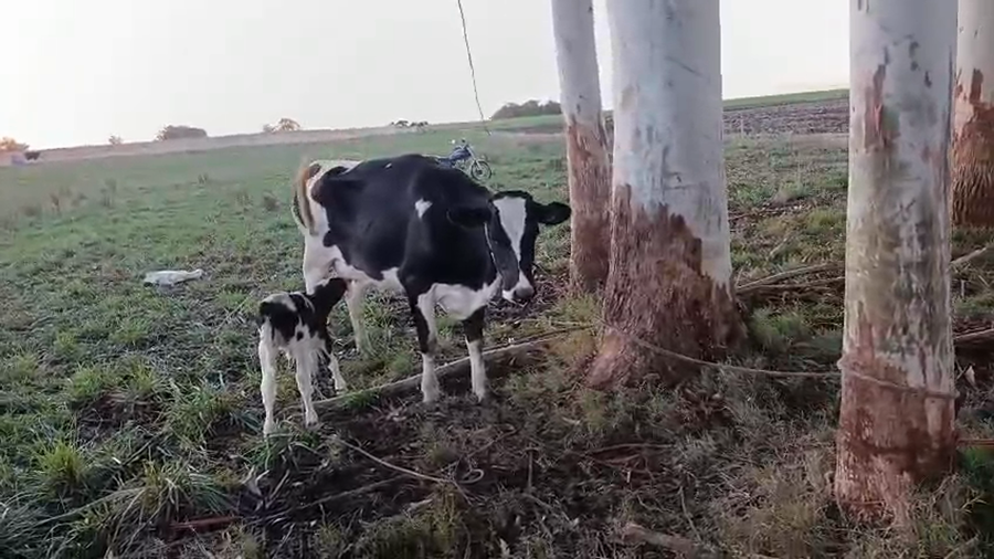 Lote 2 Piezas de cría a remate en Pantalla Camy - Aniversario 31 Años 450kg - , San José