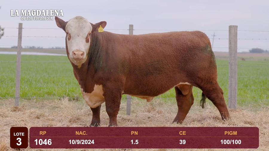 Lote Lote 3 - Hereford