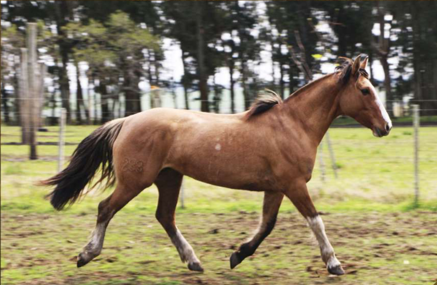 Lote Pulga Brava del Conventos