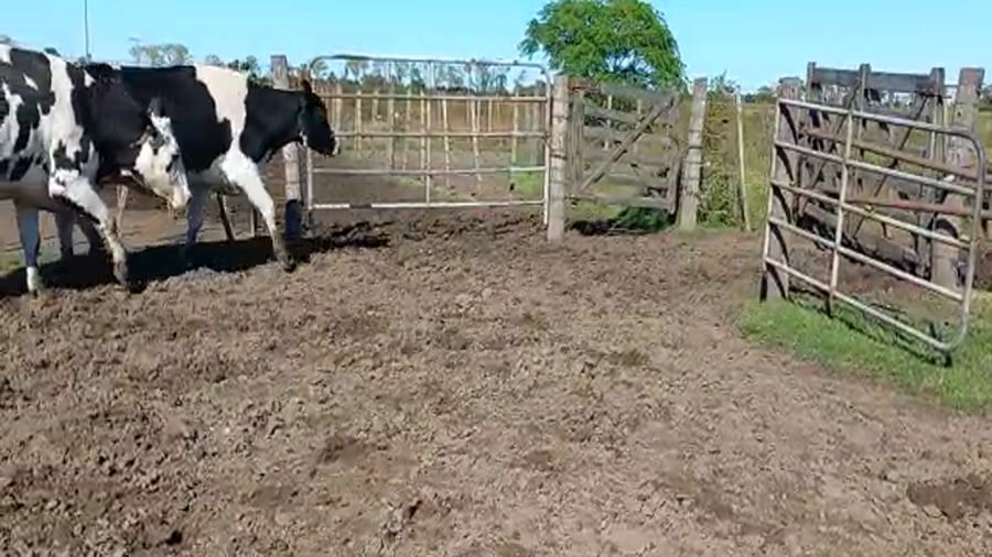 Lote Vaquillonas Preñadas - Rubén Forni