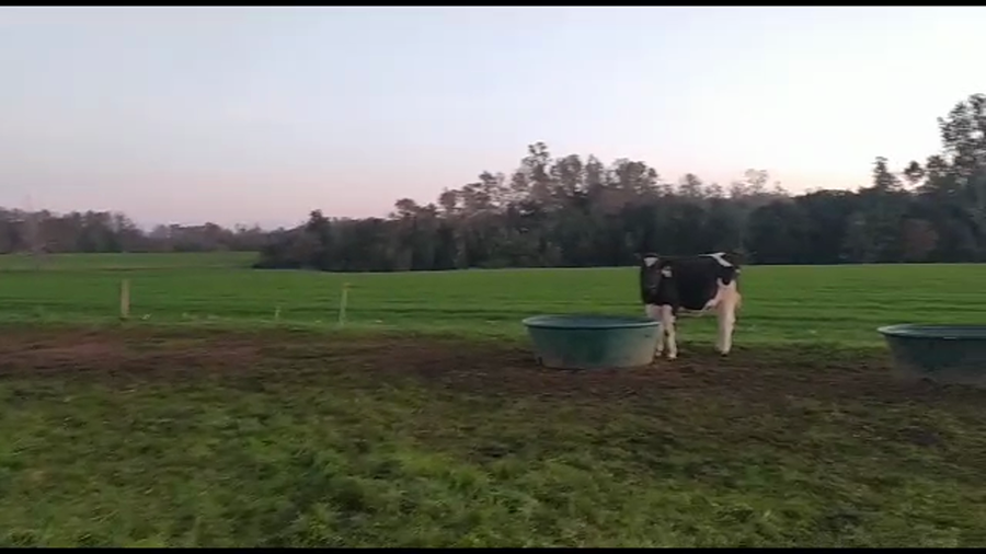 Lote 36 Novillo Gordo en Mariquina, XIV Región Los Ríos