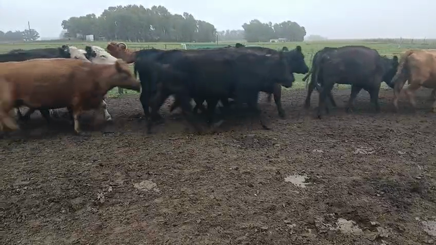 Lote 30 Vacas p/ invernar en Buenos Aires, Tres Arroyos