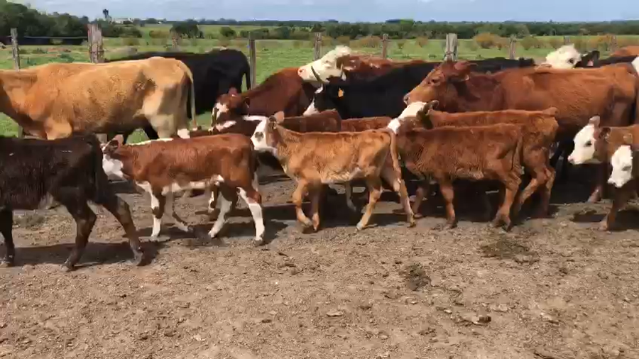 Lote 25 Piezas de cría Hereford y Angus a remate en Pantalla Camy  en Rincon de la torre