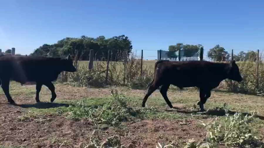 Lote 79 Terneros/as en Buenos Aires, Chillar