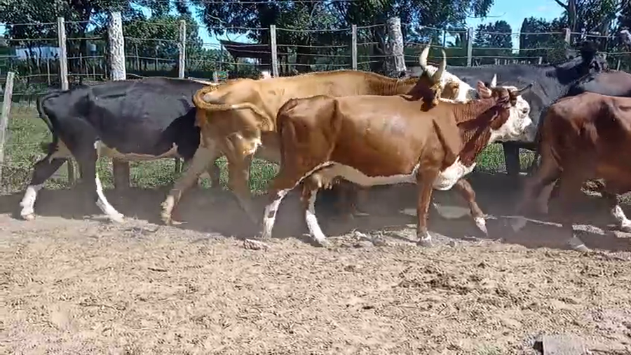 Lote 6 Vacas de invernar