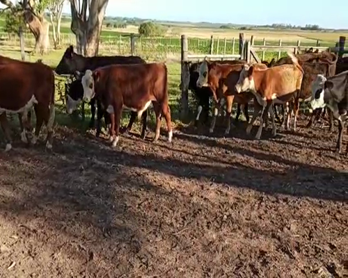 Lote TERNEROS