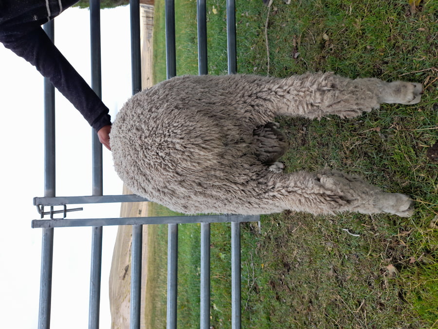 Lote Carnero TOP, 21-1431