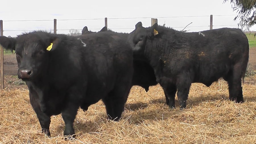 Lote TOROS PUROS POR CRUZA