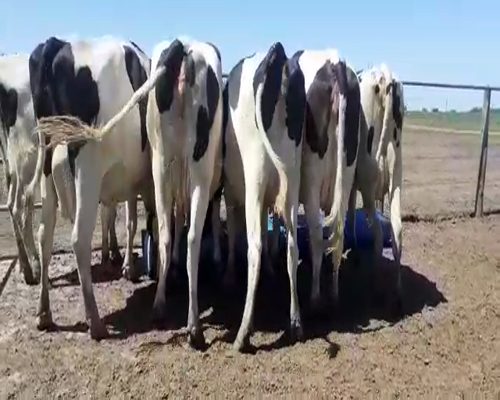 Lote Bossarelli Hermanos