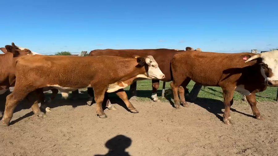 Lote 50 Novillitos en Corrientes, Mercedes
