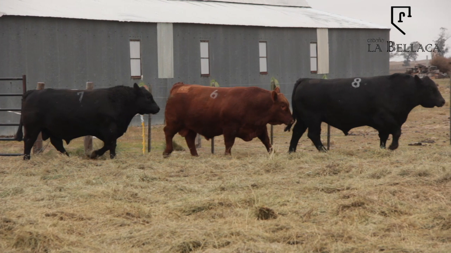 Lote TOROS PUROS CONTROLADOS