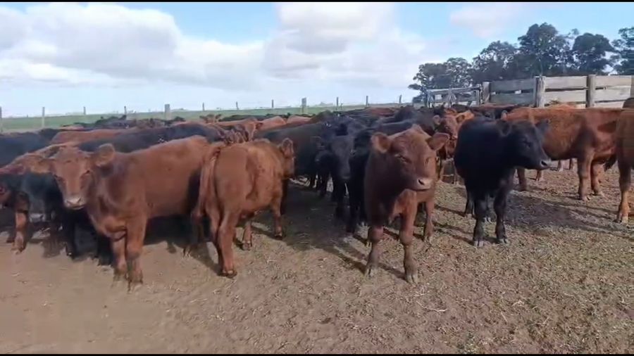 Lote 120 Terneros