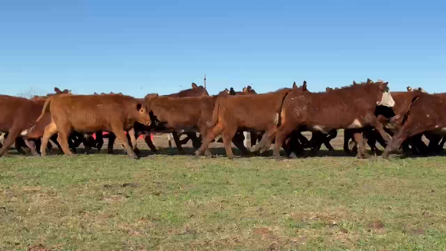 Lote 180 Novillitos en Entre Ríos, San Jaime