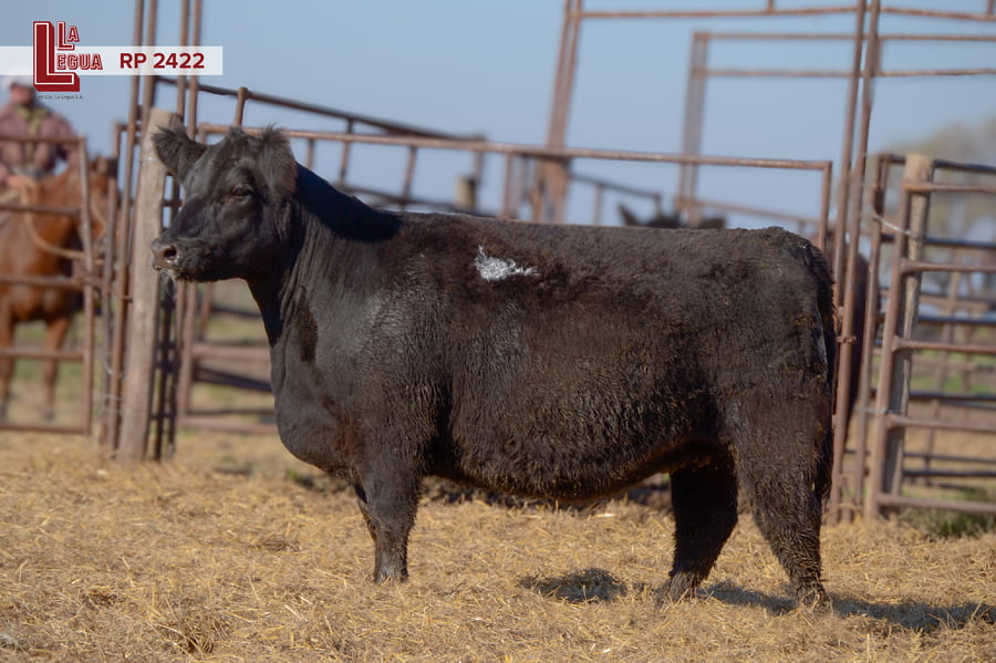 Lote VAQUILLONAS ANGUS  PP