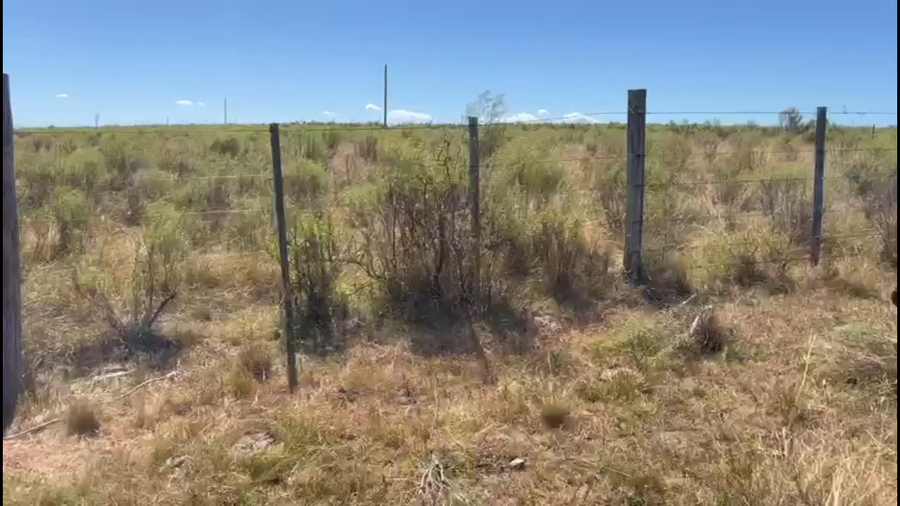 Lote NOVILLOS 2 A 3 AÑOS