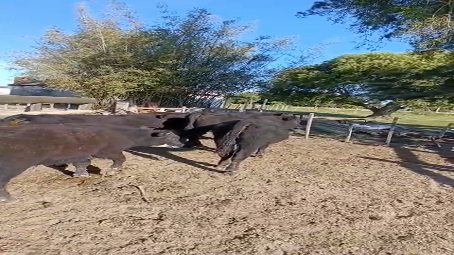 Lote 22 Terneros enteros