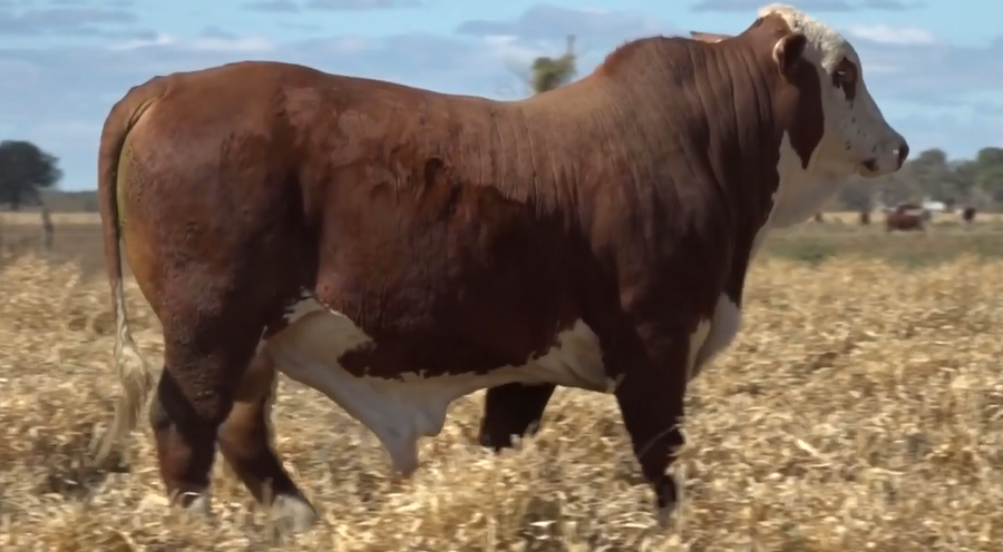 Lote TOROS(CORRAL 27)BRAFORD "CABAÑA MARIA ESTHER"