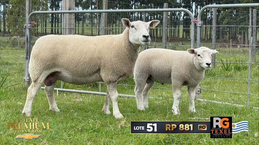 Lote Hembras Paridas a remate en 1º Texel Premium Internacional, Canelones