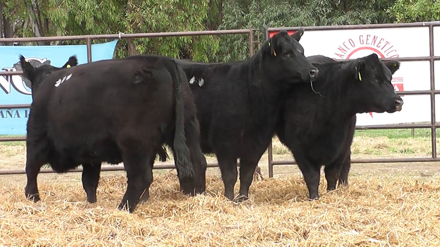 Lote VAQUILLONAS PURA DE PEDIGREE