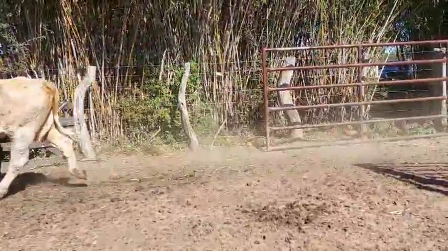 Lote 37 Vacas p/ invernar