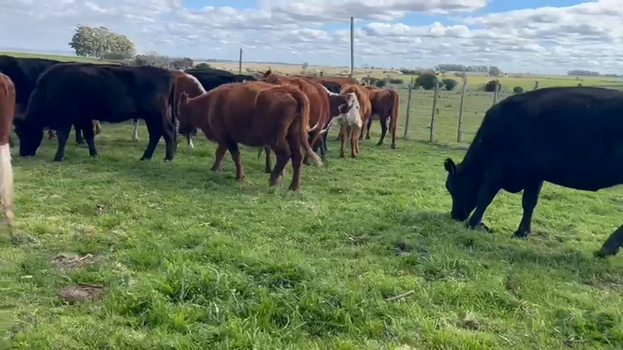 Lote 24 Vacas y vaquillonas a remate en Pantalla Aniversario - Escritorio Camy, San José