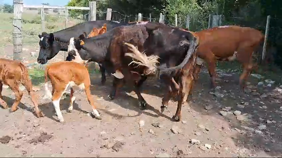 Lote 10 Piezas de cría a remate en Pantalla Camy en Ruta 3 Km 120